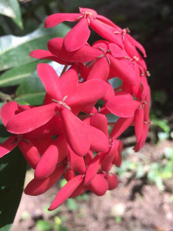 Magellan Boutique Hotel Cahuita Eksteriør bilde